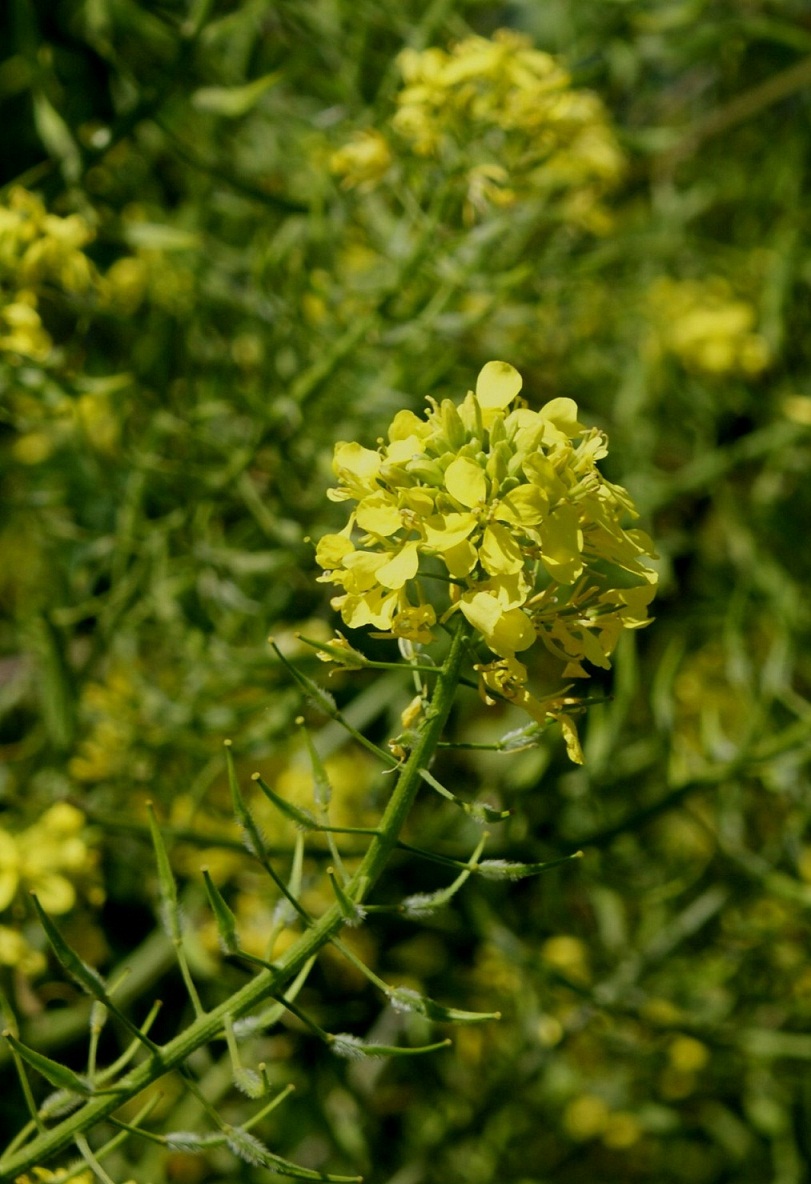 Sinapis alba / Senape bianca